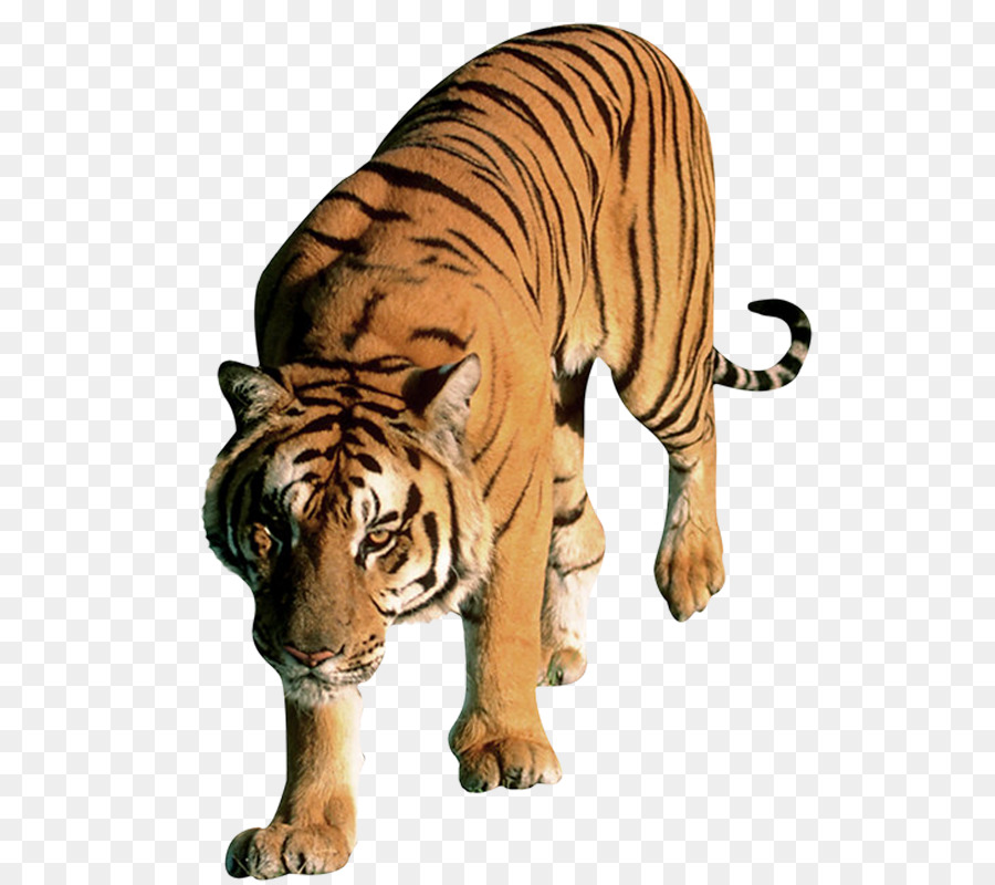 Tiger Word Letter - tiger png download - 573*797 - Free Transparent Tiger png Download.