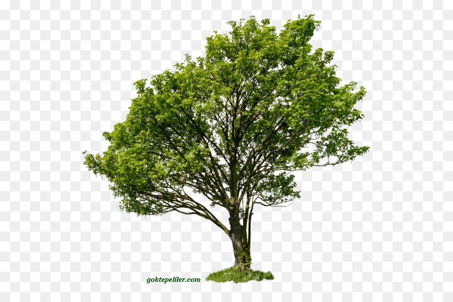 Tree Branch Clip art - tree png download - 600*581 - Free Transparent Tree png Download.
