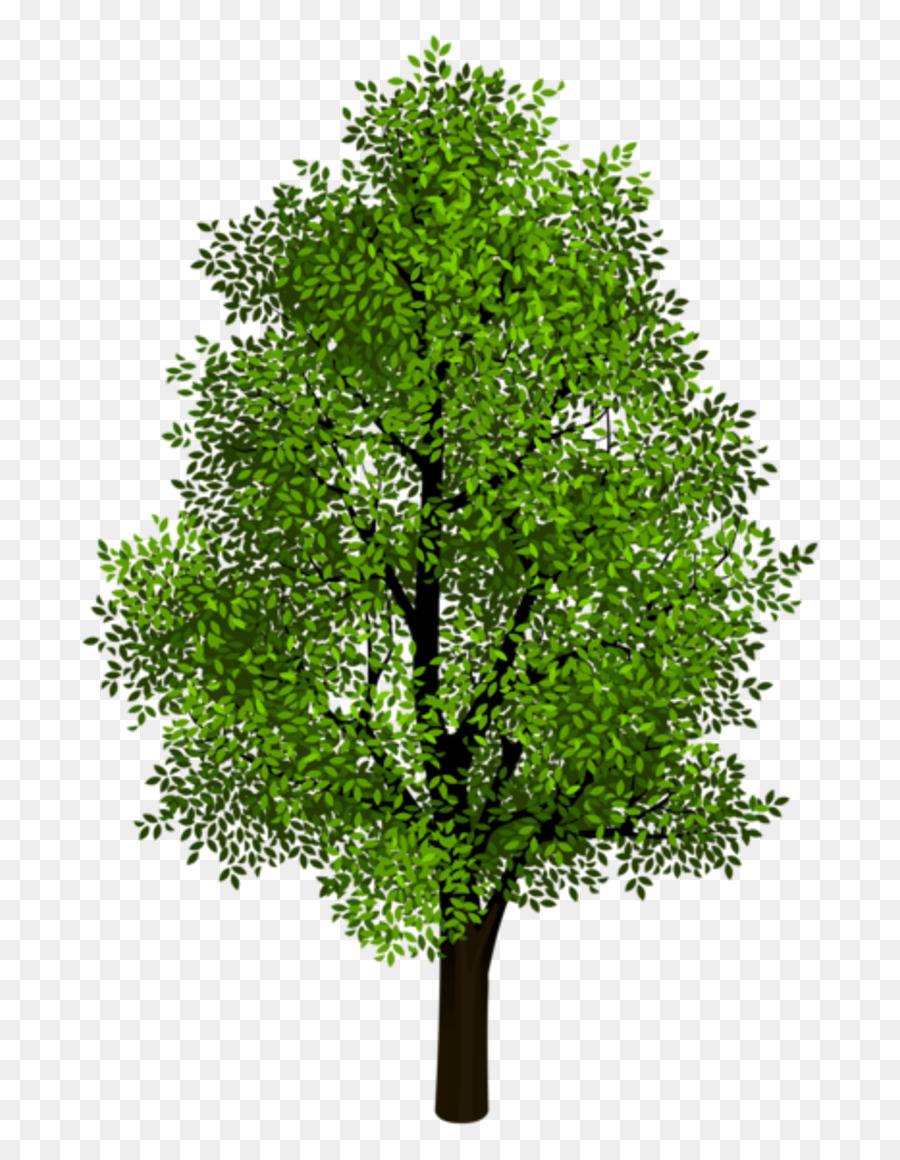 Tree Branch Clip art - Green png download - 800*1156 - Free Transparent Tree png Download.
