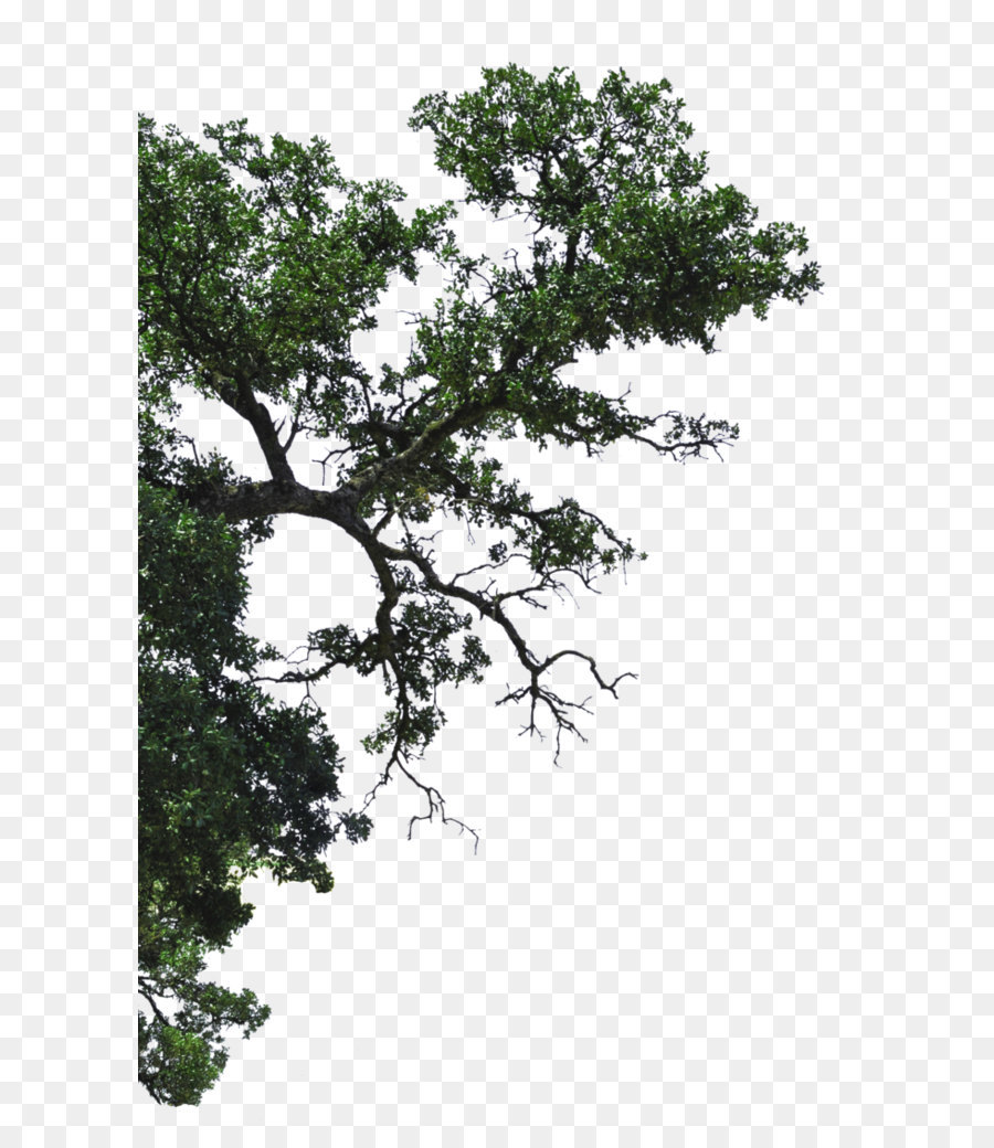 Profine Building Group Pty Ltd Tree Branch - Half of the linden tree branches png download - 708*1127 - Free Transparent Tree png Download.