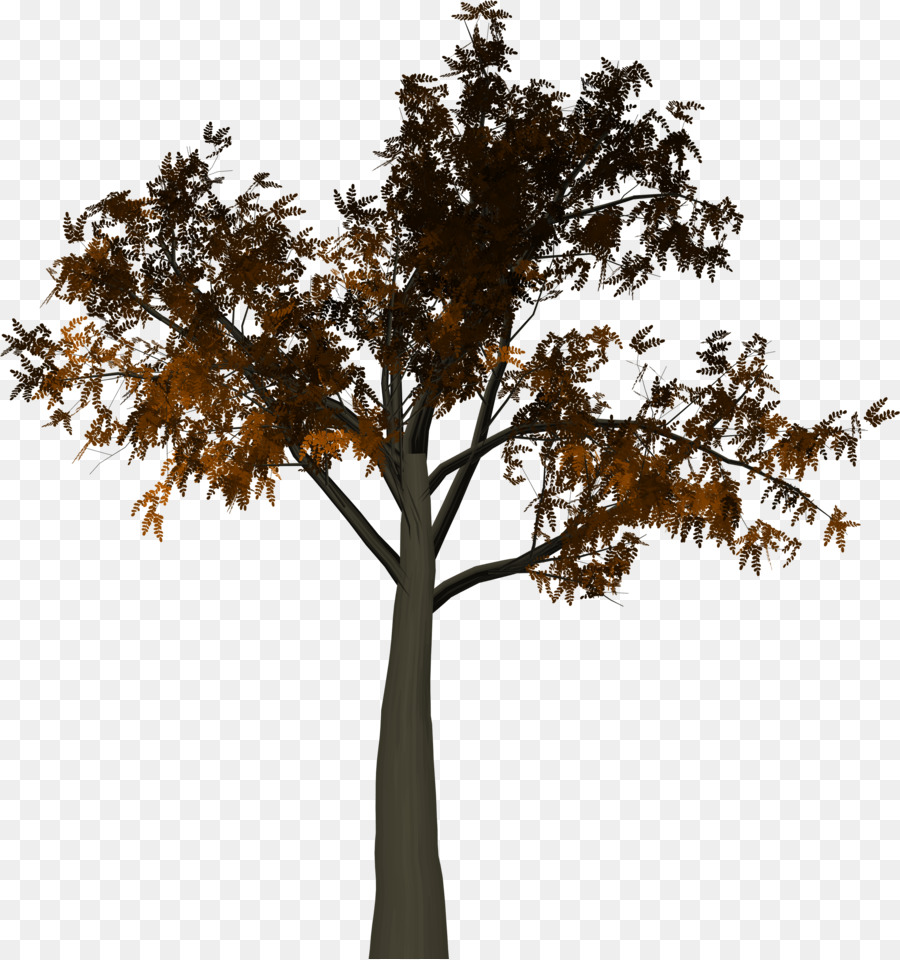 Tree Branch Leaf - tree branch png download - 3707*3950 - Free Transparent Tree png Download.