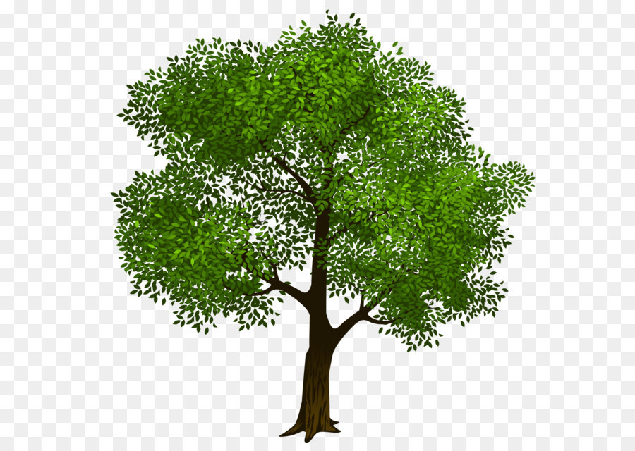 Tree Clip art - Transparent Green Tree Clipart Picture png download - 5016*4919 - Free Transparent Tree png Download.