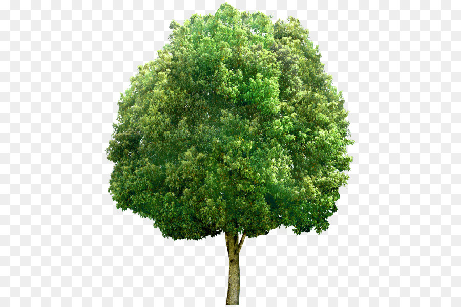 Tree Stock photography Deciduous - tree png download - 500*600 - Free Transparent Tree png Download.
