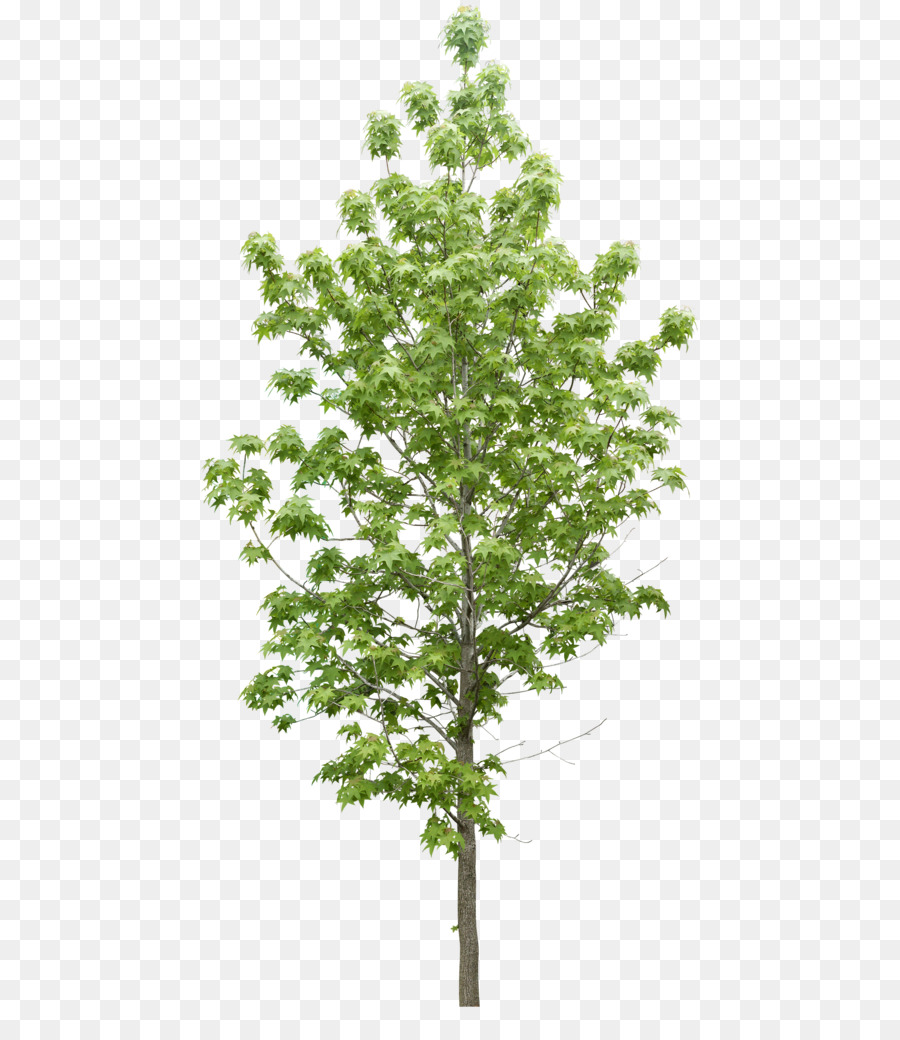 Tree Plant Data Icon - Trees png download - 512*1024 - Free Transparent Tree png Download.