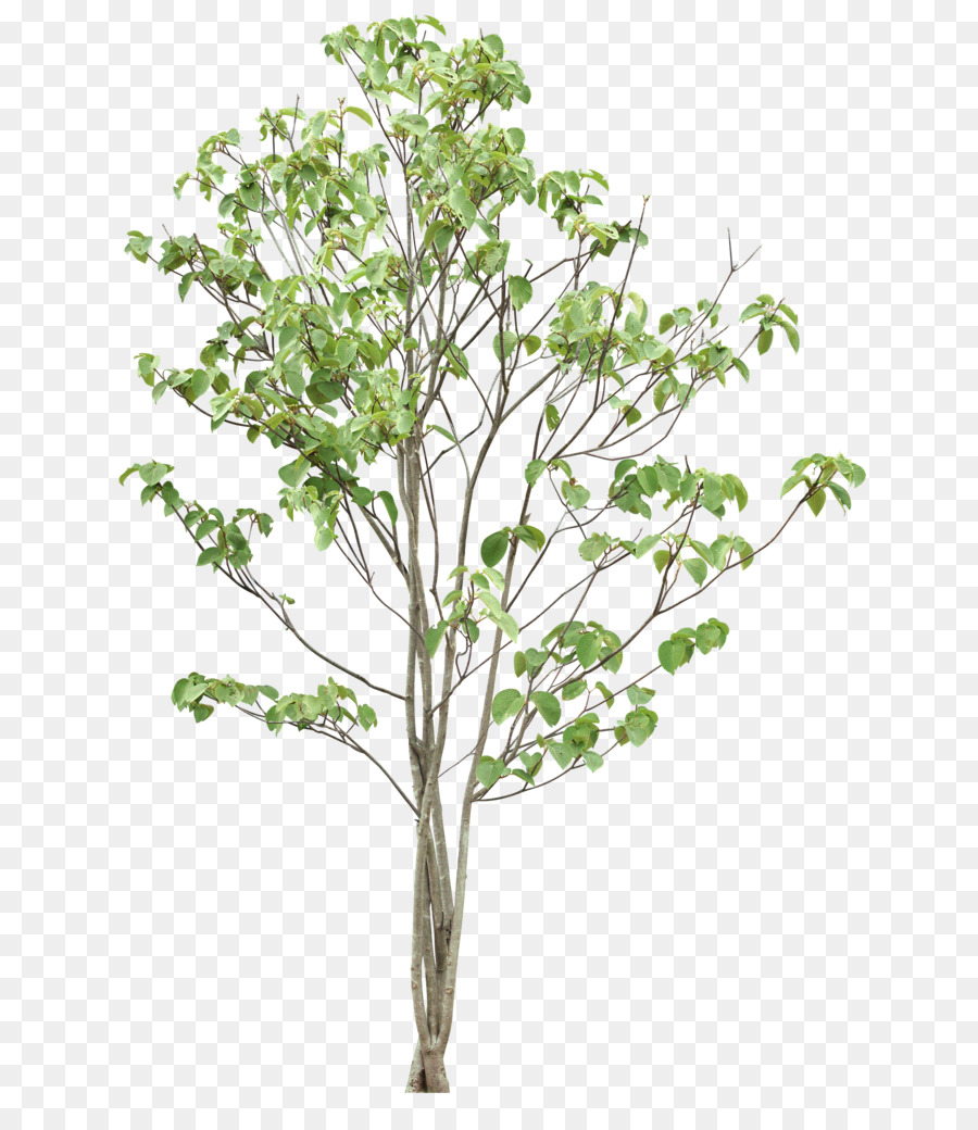 Tree - Trees png download - 712*1024 - Free Transparent Tree png Download.