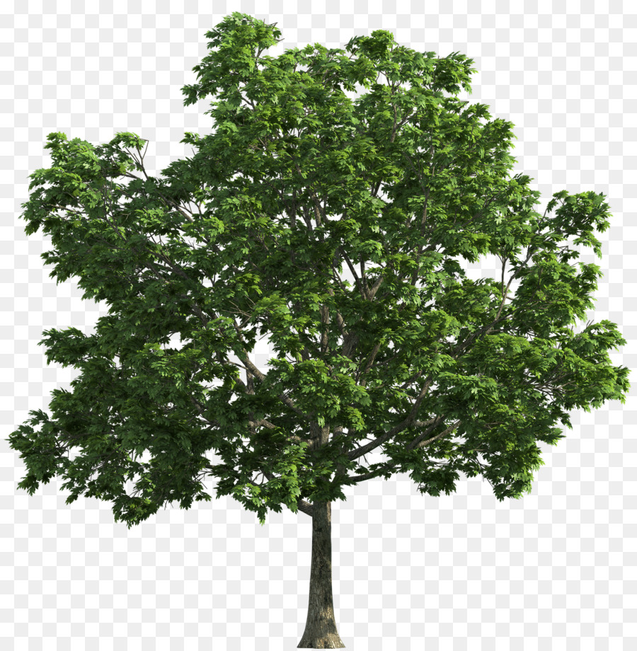 Tree Clip art - spring tree png download - 2000*2037 - Free Transparent Tree png Download.