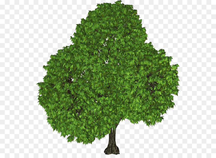 Tree Clip art - tree top png download - 600*647 - Free Transparent Tree png Download.