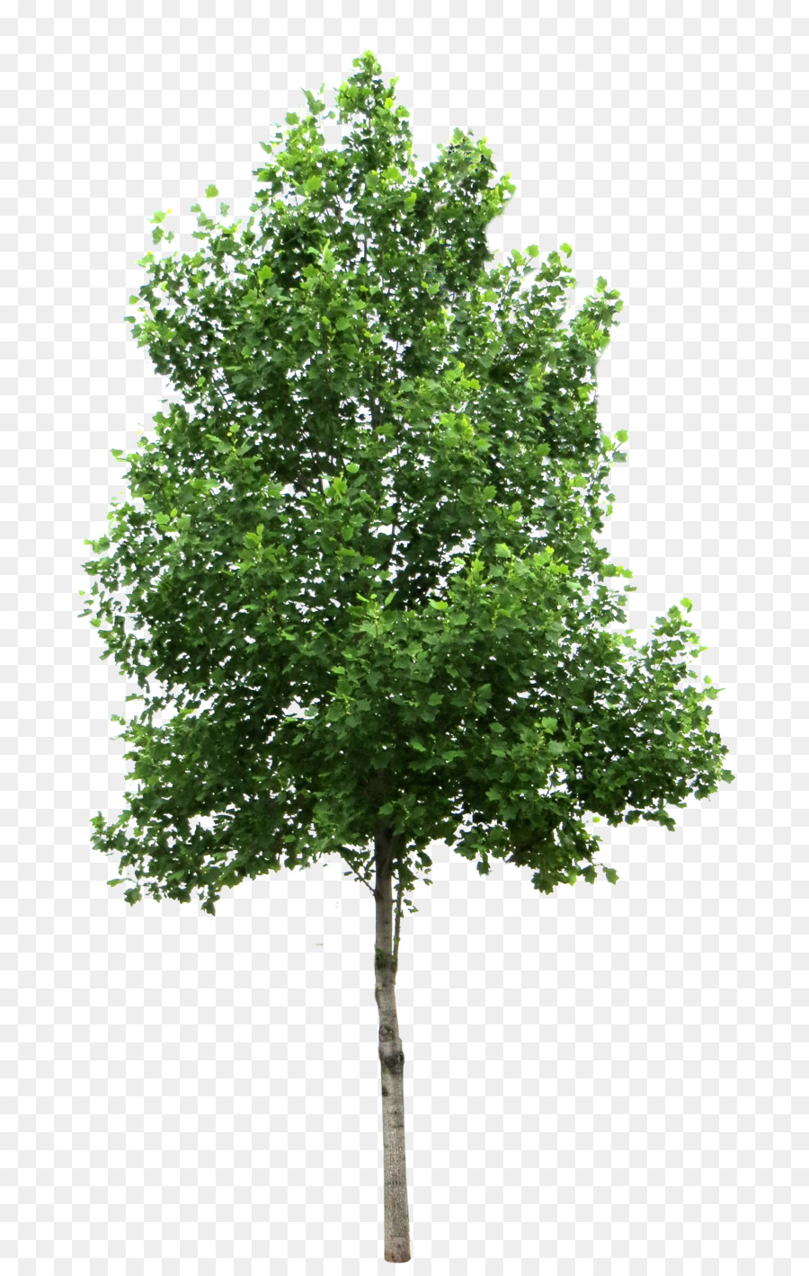 Tree Birch Clip art - Tree PNG Transparent Images png download - 2079*3249 - Free Transparent Tree png Download.