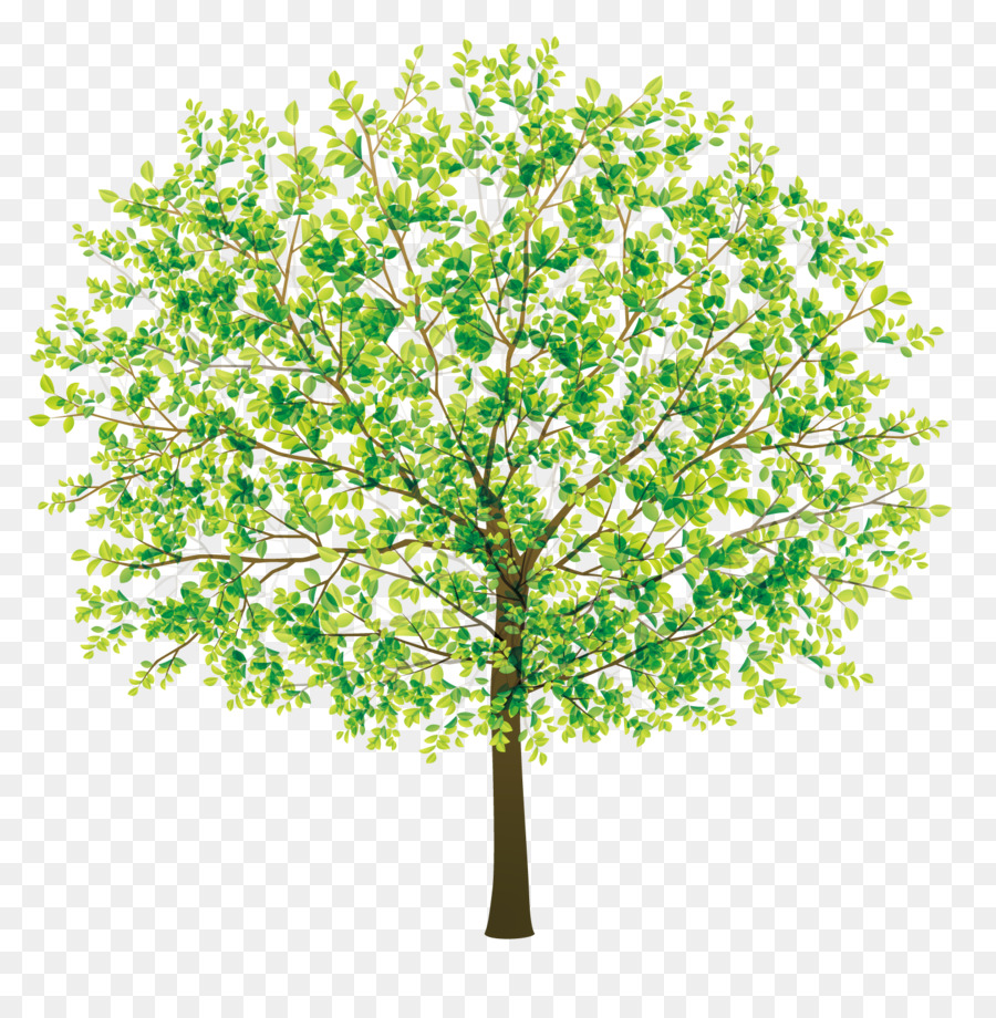 Tree - Beautiful jungle png download - 1500*1501 - Free Transparent Tree png Download.