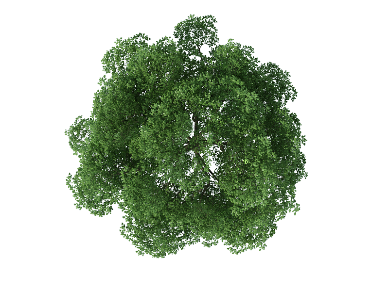 Tree Rendering - tree top view png download - 800*600 - Free