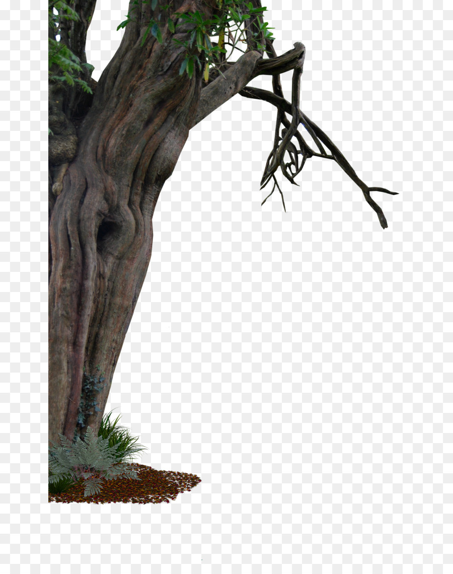 Tree Trunk Branch - tree transparent png download - 707*1130 - Free Transparent  png Download.