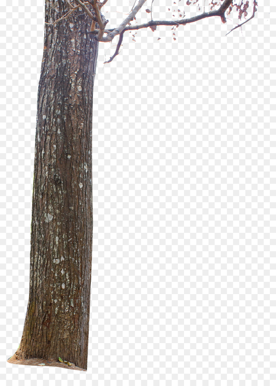 Tree stump Trunk Branch - tree trunk png download - 1024*1430 - Free Transparent Tree png Download.