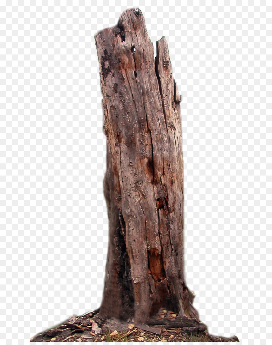 Tree Trunk Branch Wood - dead png download - 707*1129 - Free Transparent Tree png Download.