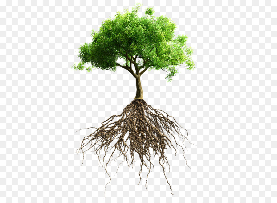 Root Tree Stock photography stock.xchng - HD green trees png download - 993*1000 - Free Transparent Tree png Download.