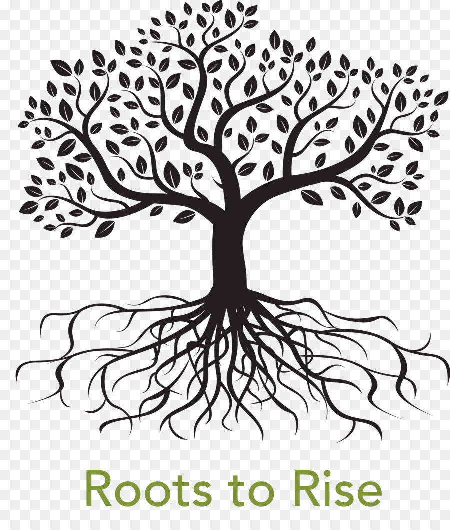 Root Tree Drawing Royalty-free - root png download - 1896*2218 - Free Transparent Root png Download.