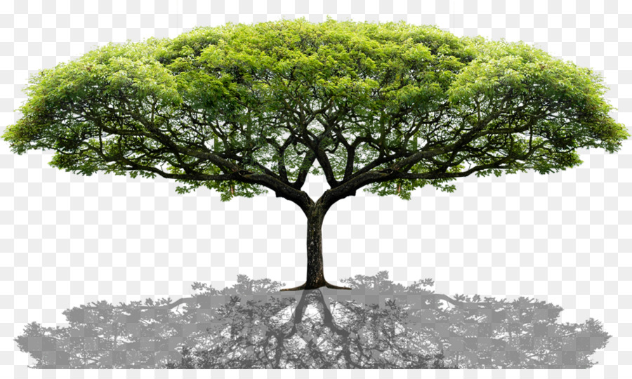 Tree - tree png download - 989*578 - Free Transparent Tree png Download.