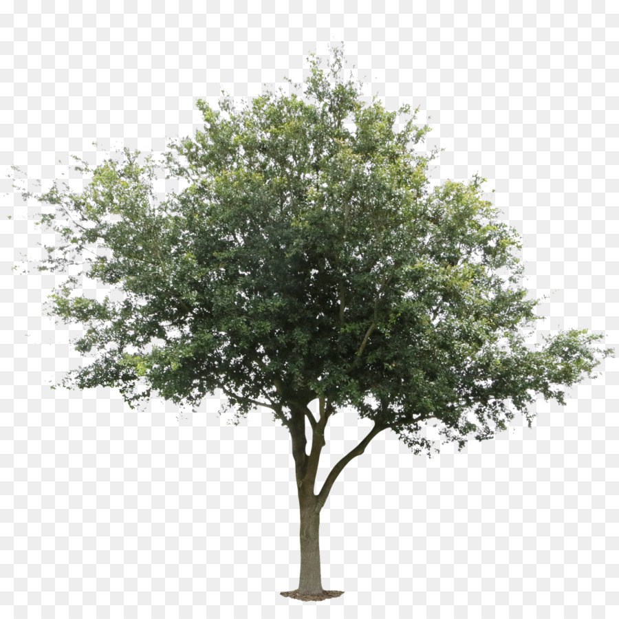 Tree Architecture Oak Black locust Deciduous - orange tree png download - 1024*1024 - Free Transparent Tree png Download.