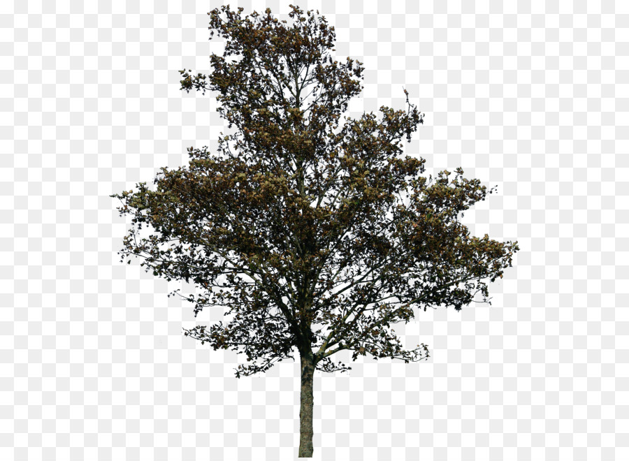 Tree Rendering - trees png download - 600*655 - Free Transparent Tree png Download.
