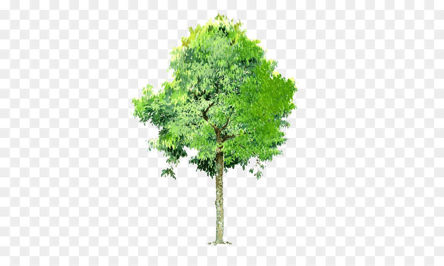 Tree Landscape - Trees background Trees transparent element png download - 530*530 - Free Transparent Tree png Download.