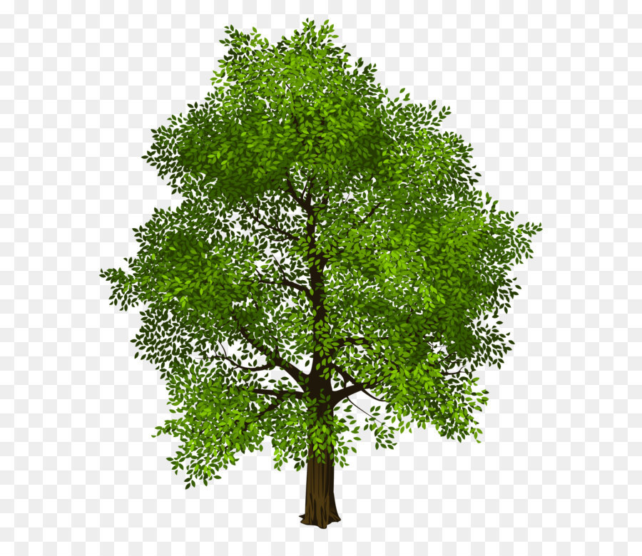 Tree Green Clip art - Transparent Green Tree PNG Picture png download - 4498*5270 - Free Transparent Tree png Download.