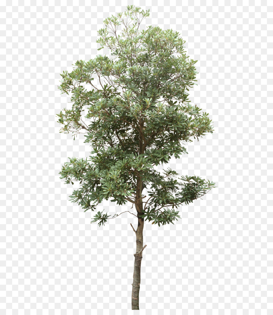Tree Computer file - Trees png download - 546*1024 - Free Transparent Tree png Download.
