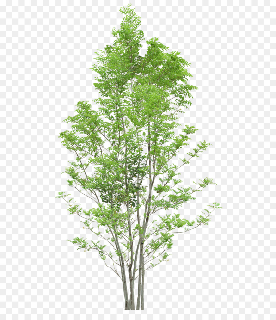Tree - Trees png download - 577*1024 - Free Transparent Tree png Download.