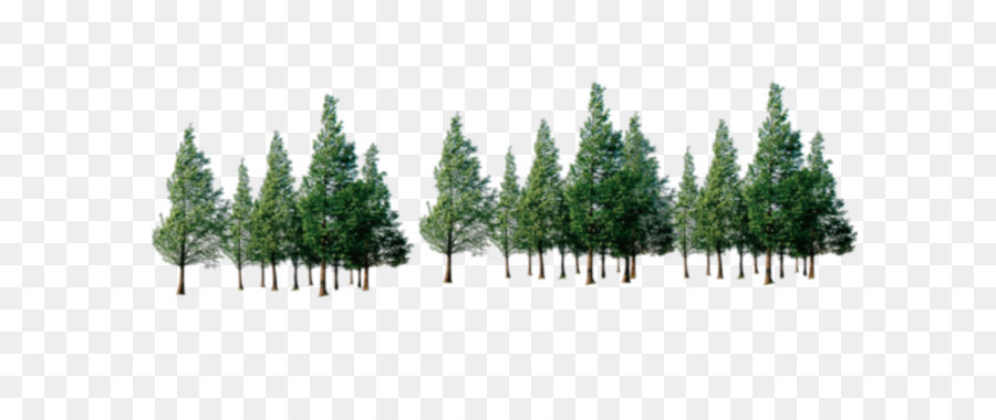 Tree Forest - Trees png download - 1584*914 - Free Transparent Tree png Download.