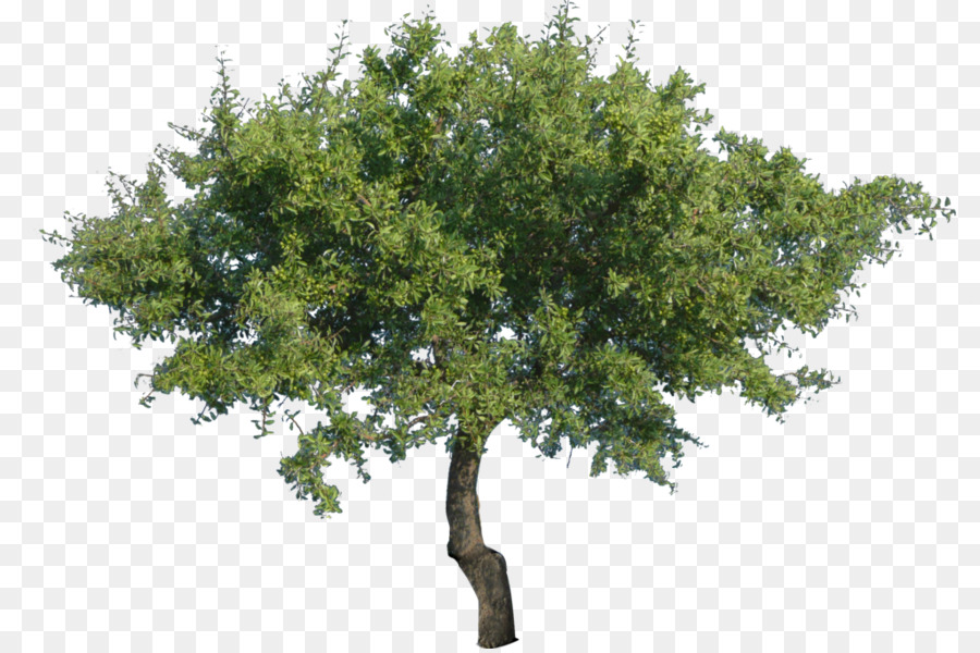 Tree Clip art - Vector Png Tree png download - 1024*678 - Free Transparent Tree png Download.