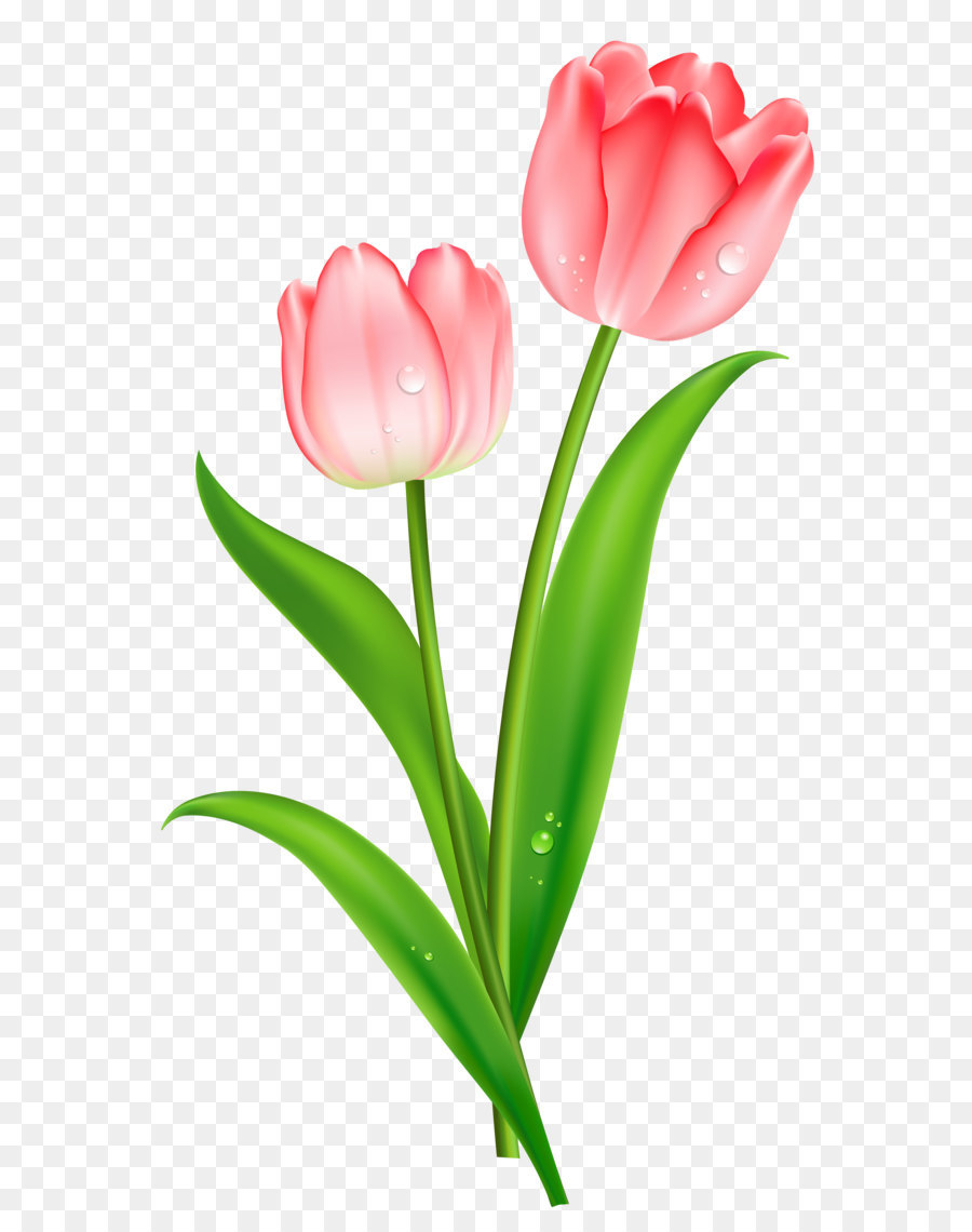 Indira Gandhi Memorial Tulip Garden Flower Clip art - Pink Tulips PNG Clipart png download - 2586*4480 - Free Transparent Indira Gandhi Memorial Tulip Garden png Download.