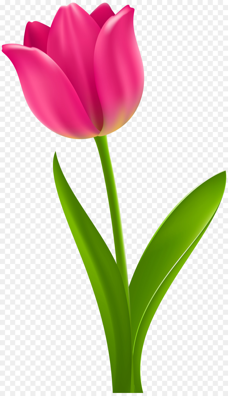 Tulip Flower Desktop Wallpaper Clip art - pink tulip png download - 4651*8000 - Free Transparent Tulip png Download.