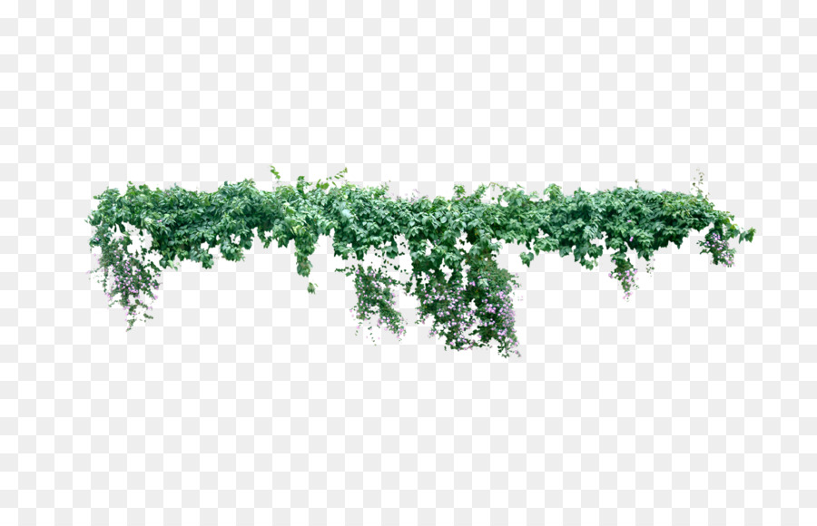 Vine Plant Liana Tree - Creeper png download - 2598*1654 - Free Transparent Vine png Download.