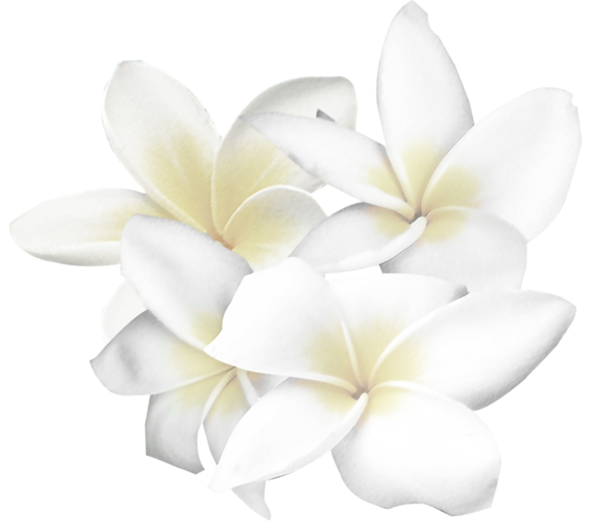 White Flower Clip art - White flowers png download - 600*521 - Free
