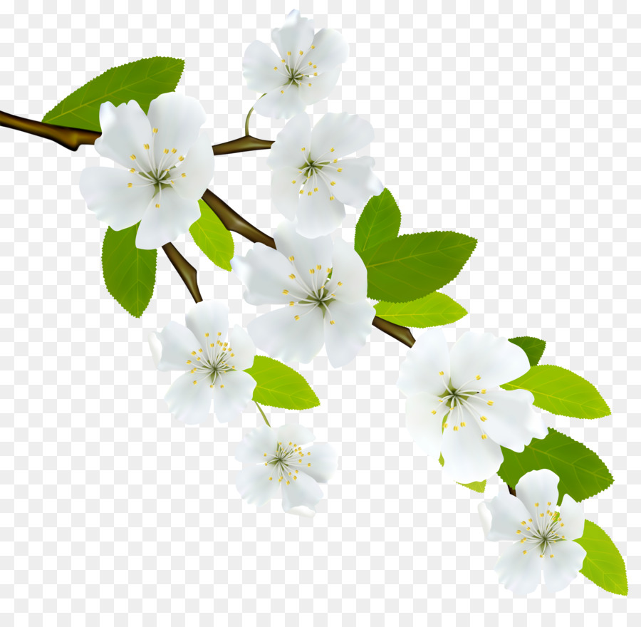 Flowering dogwood Branch Clip art - white flowers png download - 8000*7761 - Free Transparent Flowering Dogwood png Download.