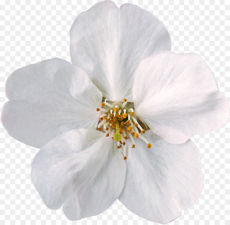 Белые прозрачные цветы
