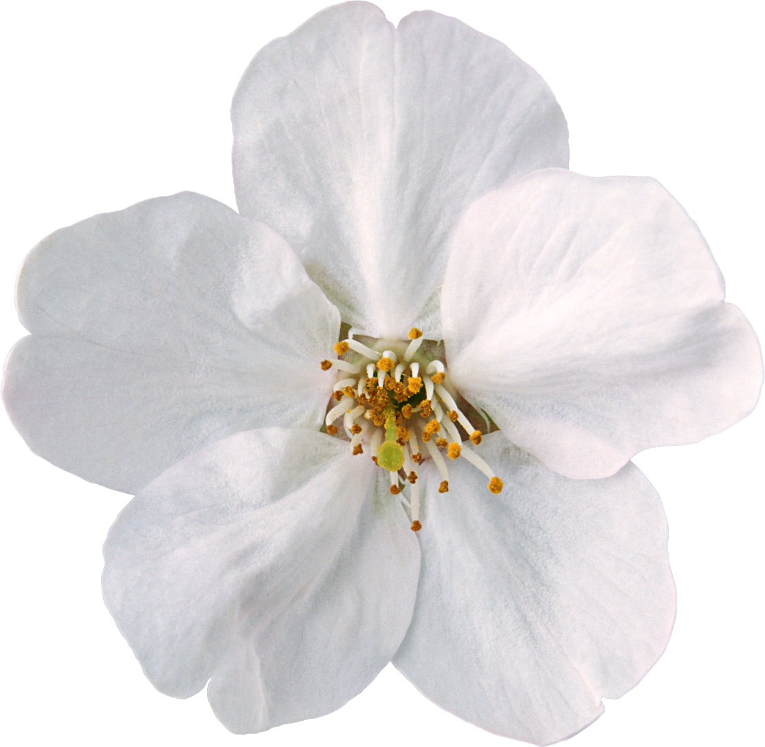 Flower White Clip art - white flowers png download - 1113*1086 - Free