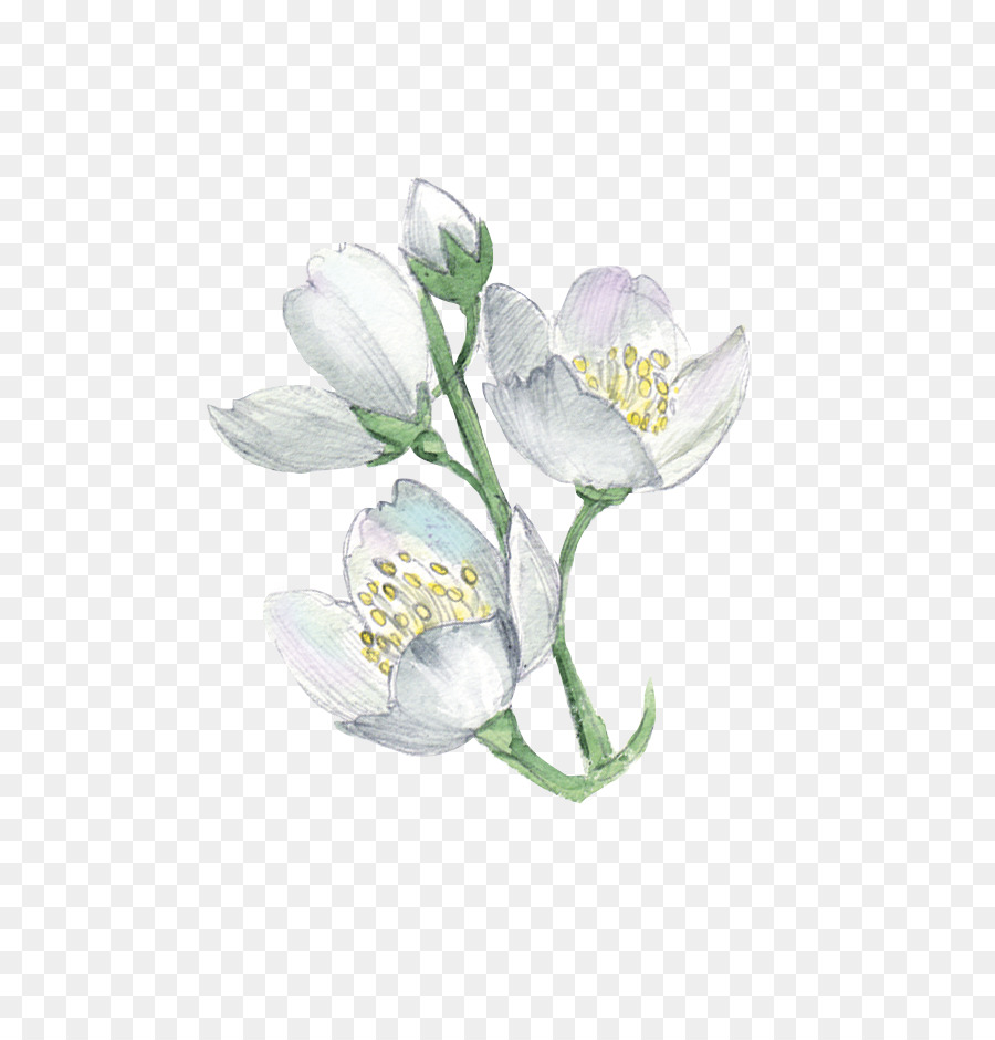 Free Transparent White Flowers, Download Free Transparent White Flowers