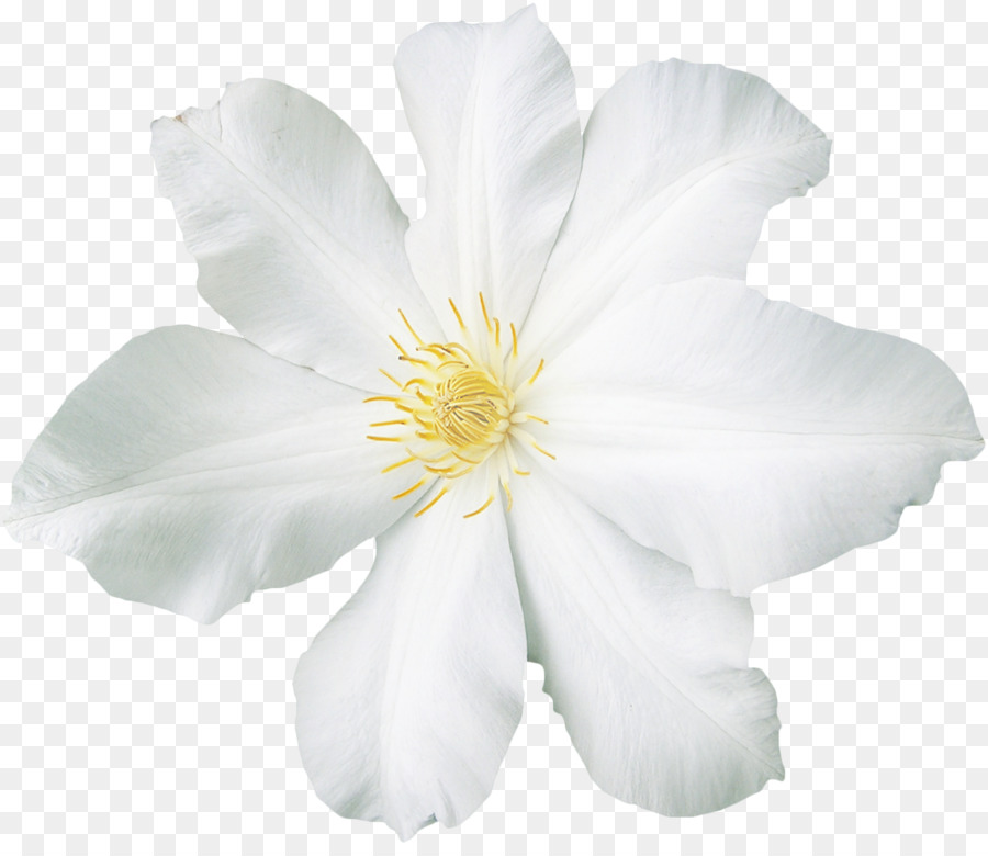 White Flower Clip art - flower png download - 1243*1063 - Free Transparent White png Download.
