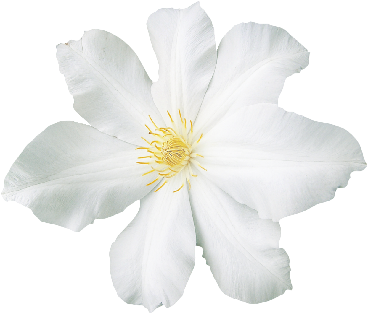 White Flower Clip art - flower png download - 1243*1063 - Free