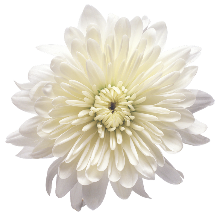 Flower White Balloon - White Chrysanthemum Flower Transparent PNG Clip