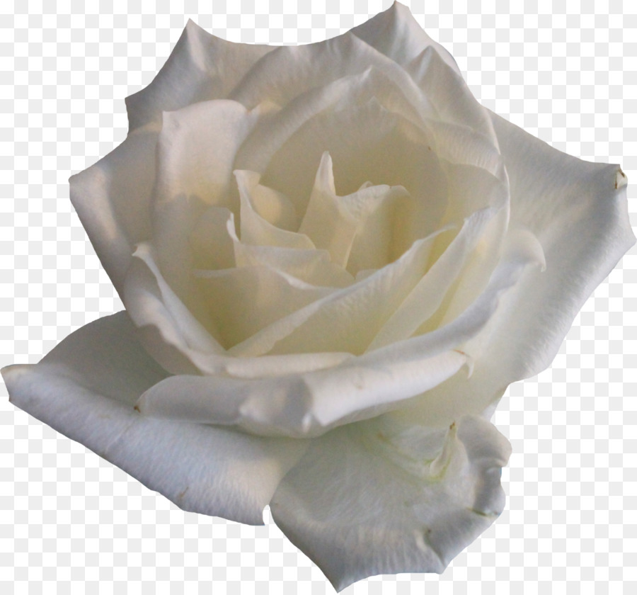 Rose Flower Clip art - white roses png download - 1280*1192 - Free Transparent Rose png Download.