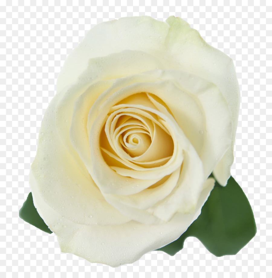 Garden roses Cabbage rose White Floribunda - Rose symbol png download - 2663*2702 - Free Transparent Garden Roses png Download.
