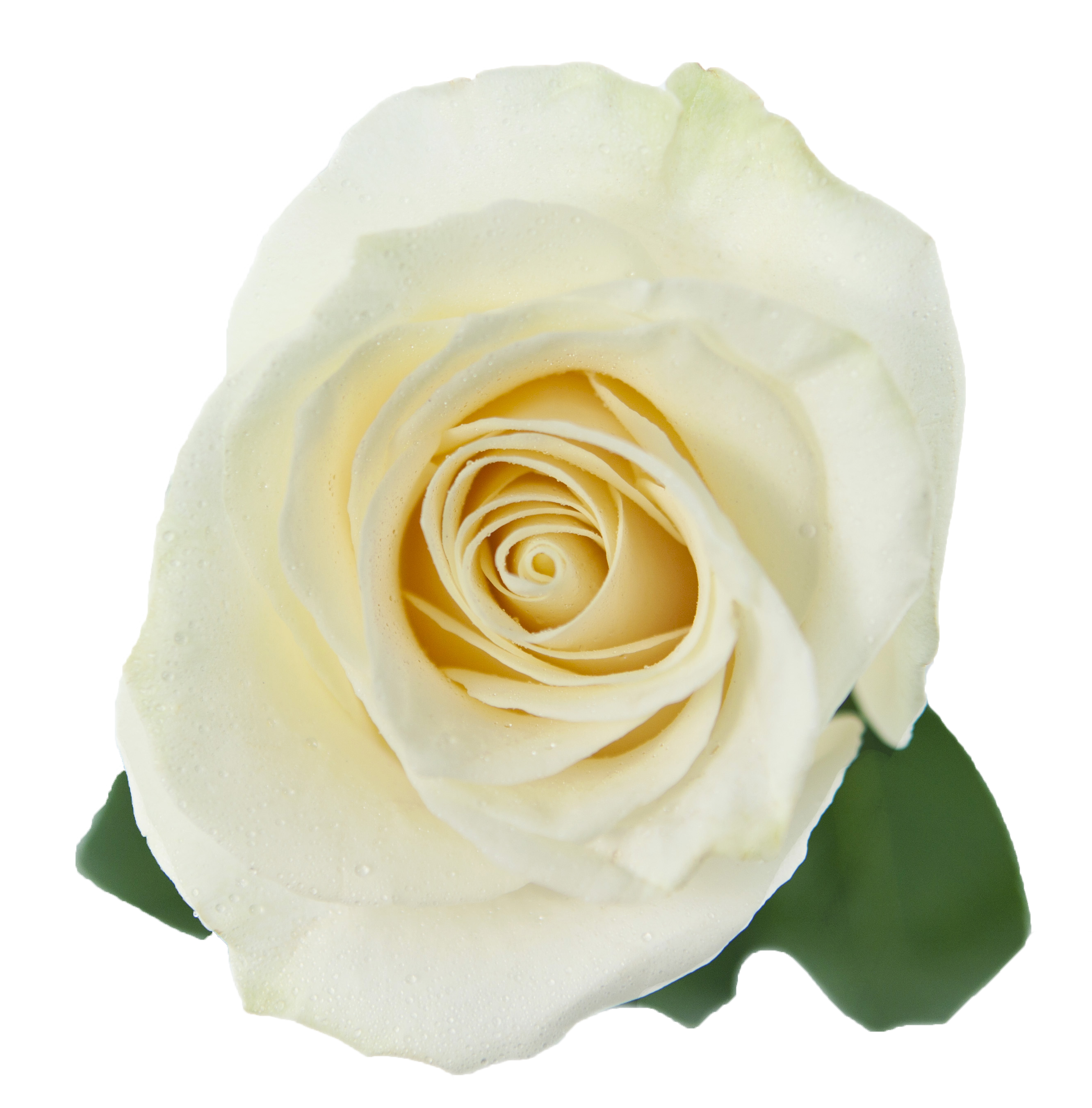 Garden roses Cabbage rose White Floribunda - Rose symbol png download