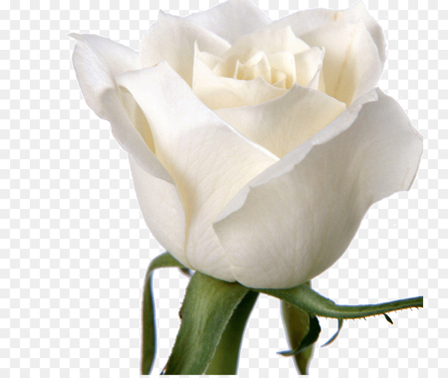 Rose Flower White Wallpaper - White roses png download - 800*754 - Free Transparent Rose png Download.