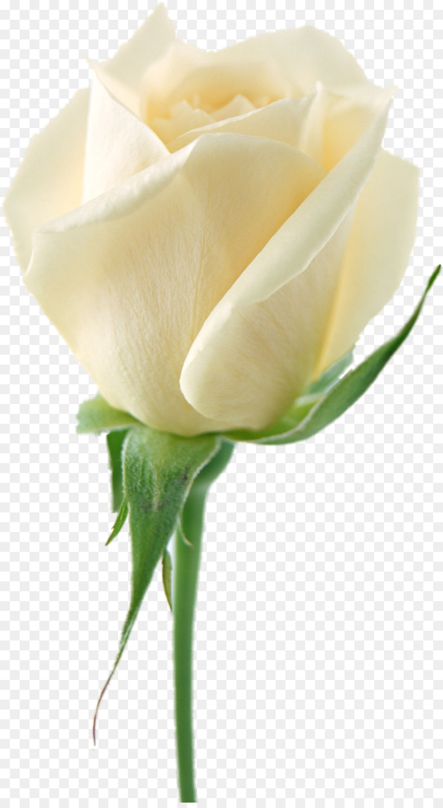 Garden roses Flower bouquet White - white rose png download - 1446*2618 - Free Transparent Rose png Download.