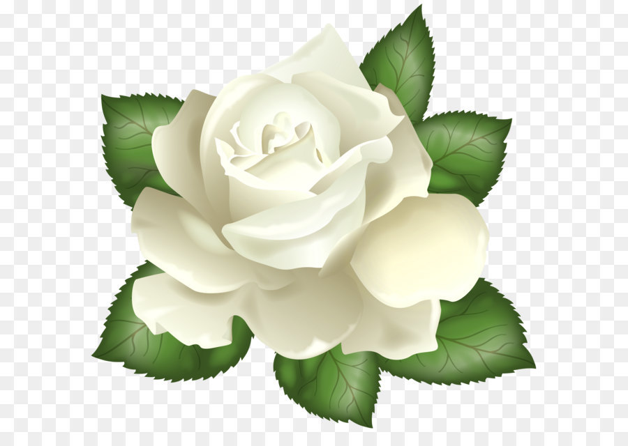 Rose White Flower Clip art - White Rose Transparent PNG Clip Art Picture png download - 5000*4773 - Free Transparent Rose png Download.