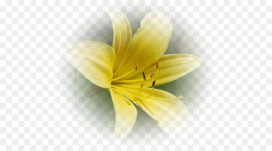 Yellow Flower Red White - flower png download - 523*486 - Free Transparent Yellow png Download.