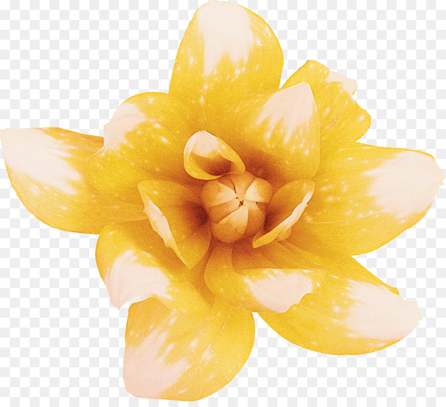Yellow Flower Intersex Human Rights Australia Intersex Awareness Day - dahlia png download - 1126*1012 - Free Transparent Yellow png Download.