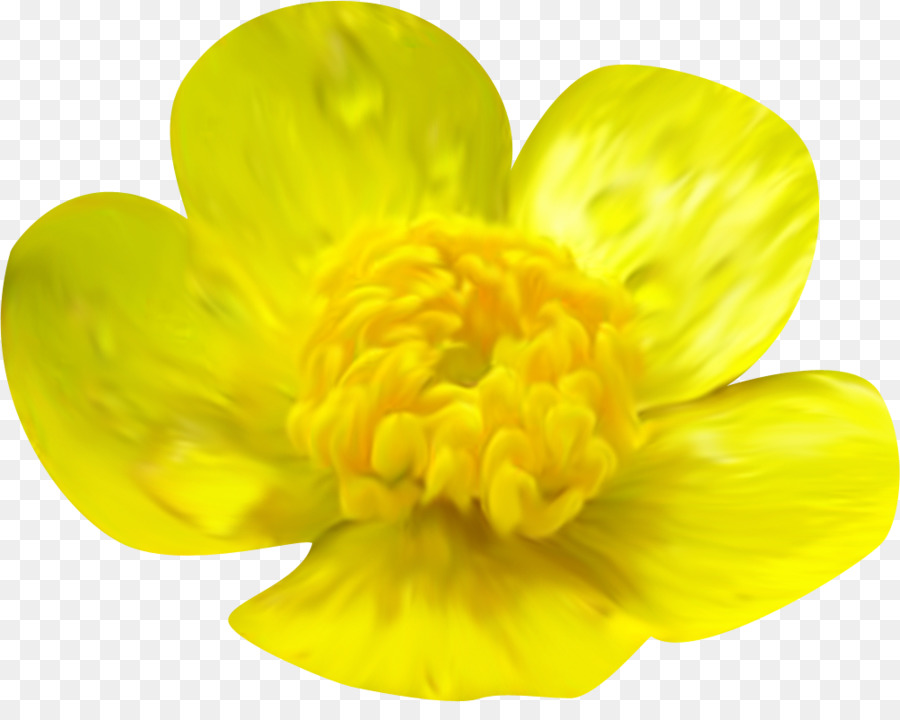 Free Transparent Yellow Flower, Download Free Transparent Yellow Flower