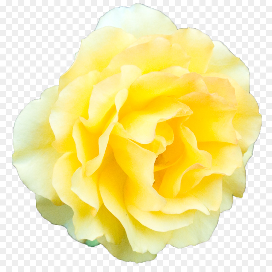 Beach rose Garden roses Yellow - Yellow Rose Transparent Background png download - 894*894 - Free Transparent Beach Rose png Download.