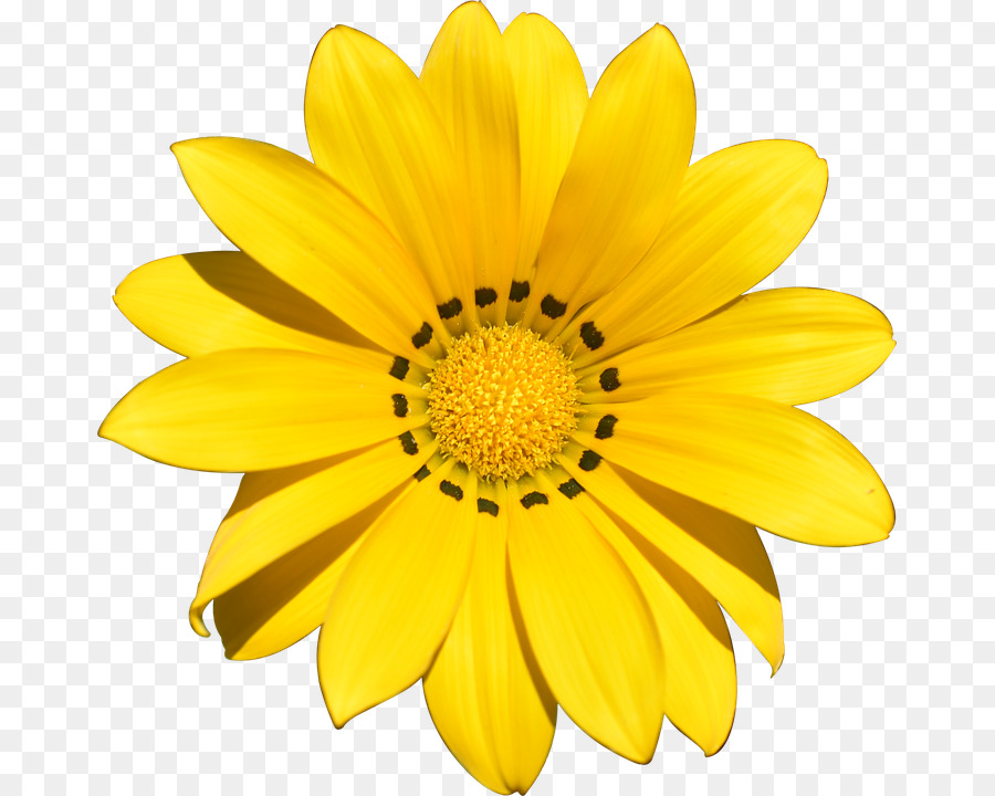 Free Transparent Yellow Flowers, Download Free Transparent Yellow